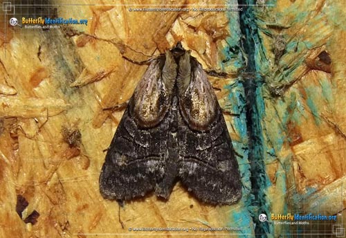Thumbnail image #1 of the Oval Abrostola Moth