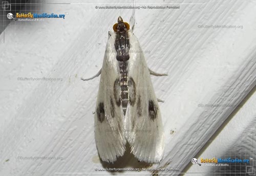 Thumbnail image #1 of the Oystershell Metrea Moth