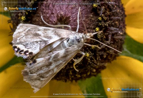 Thumbnail image #1 of the Ozark Petrophila Moth