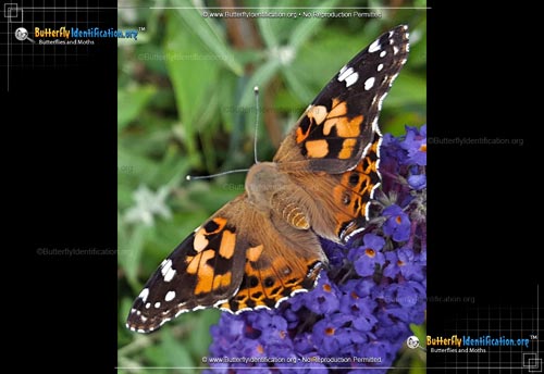 Thumbnail image #5 of the Painted Lady Butterfly