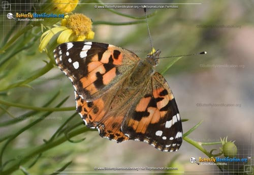 Thumbnail image #4 of the Painted Lady Butterfly
