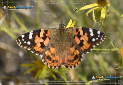 Thumbnail image #1 of the Painted Lady Butterfly