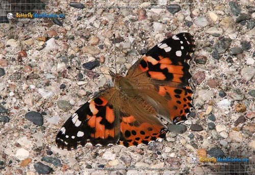 Thumbnail image #2 of the Painted Lady Butterfly