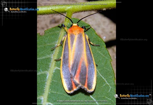 Thumbnail image #1 of the Painted Lichen Moth