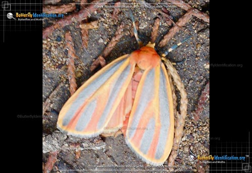 Thumbnail image #2 of the Painted Lichen Moth