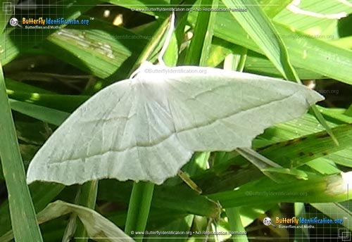 Thumbnail image #3 of the Pale Beauty