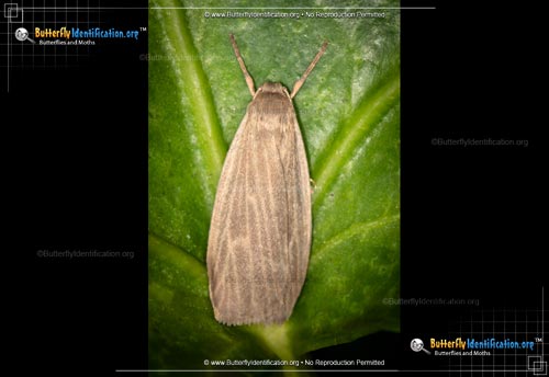 Thumbnail image #1 of the Pale Lichen Moth