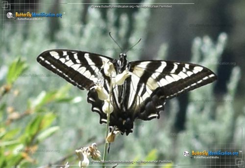 Thumbnail image #2 of the Pale Tiger Swallowtail Butterfly