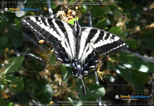 Thumbnail image #3 of the Pale Tiger Swallowtail Butterfly