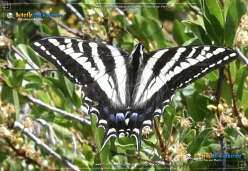 Thumbnail image #4 of the Pale Tiger Swallowtail Butterfly