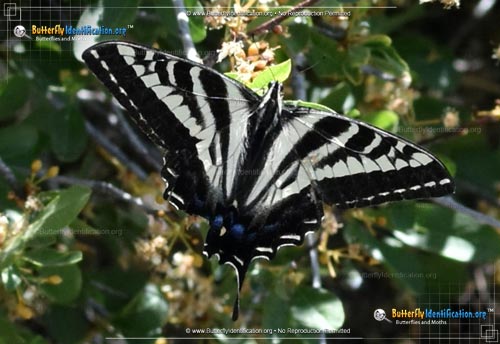Thumbnail image #5 of the Pale Tiger Swallowtail Butterfly