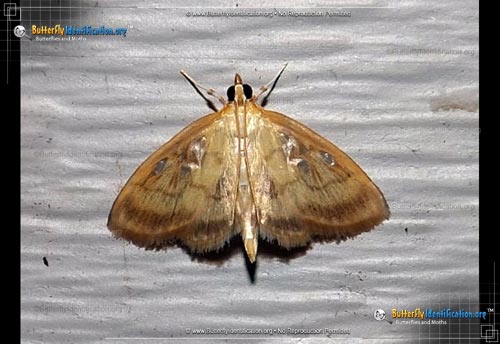 Thumbnail image #1 of the Pale-winged Crocidophora Moth