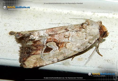 Thumbnail image #2 of the Pale-winged Midget Moth