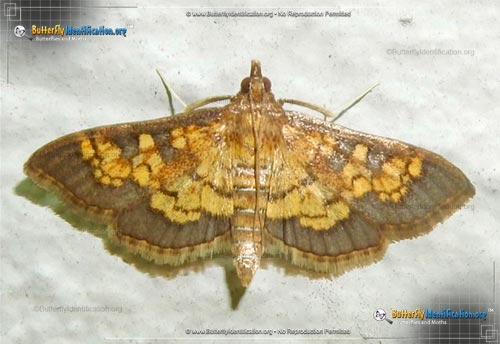 Thumbnail image #1 of the Paler Diacme Moth