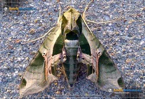 Thumbnail image #2 of the Pandorus Sphinx Moth
