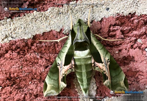 Thumbnail image #1 of the Pandorus Sphinx Moth