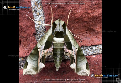 Thumbnail image #5 of the Pandorus Sphinx Moth