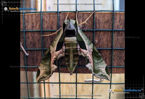 Thumbnail image #2 of the Pandorus Sphinx Moth