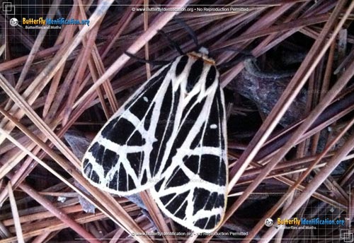 Thumbnail image #2 of the Parthenice Tiger Moth