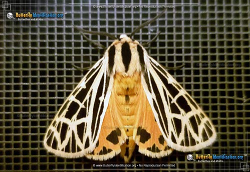 Thumbnail image #4 of the Parthenice Tiger Moth