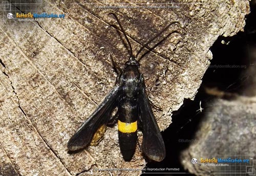 Thumbnail image #1 of the Peachtree Borer Moth