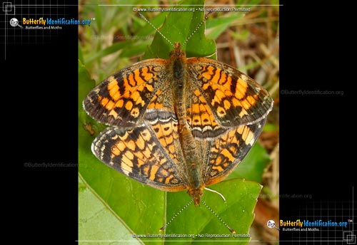 Thumbnail image #2 of the Pearl Crescent Butterfly