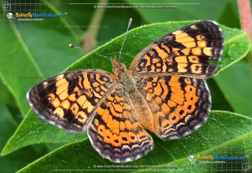 Thumbnail image #1 of the Pearl Crescent Butterfly