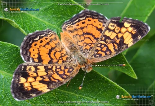 Thumbnail image #3 of the Pearl Crescent Butterfly