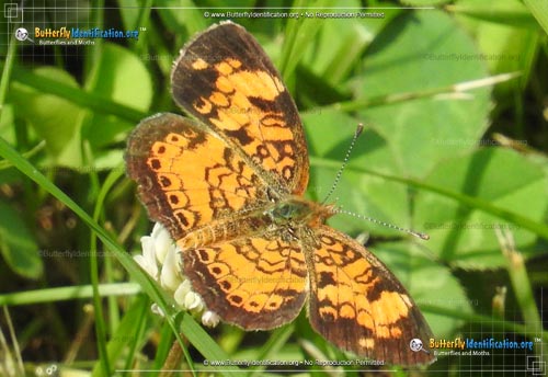 Thumbnail image #4 of the Pearl Crescent Butterfly