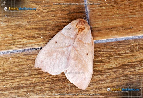 Thumbnail image #1 of the Periphoba arcaei Moth