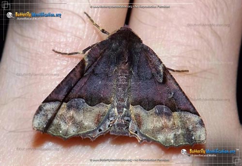 Thumbnail image #1 of the Pero Moth