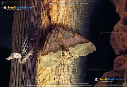 Thumbnail image #2 of the Pero Moth