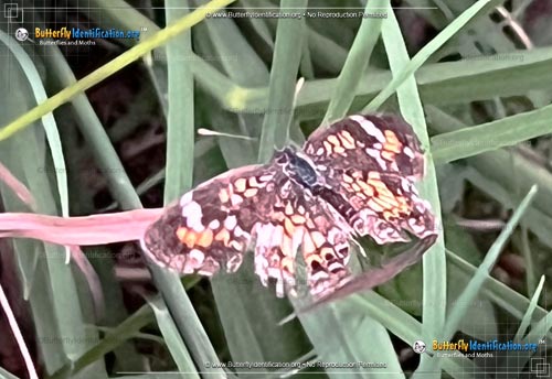 Thumbnail image #1 of the Phaon Crescent Butterfly