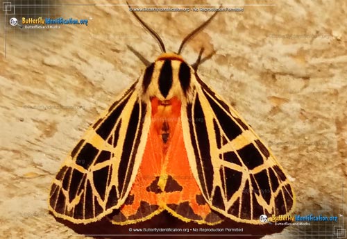 Thumbnail image #1 of the Phyllira Tiger Moth