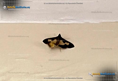 Thumbnail image #2 of the Pickleworm Moth