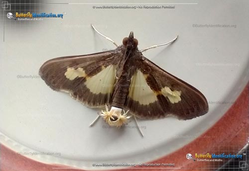 Thumbnail image #1 of the Pickleworm Moth