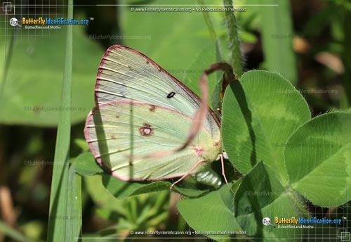 Thumbnail image #2 of the Pink-edged Sulphur