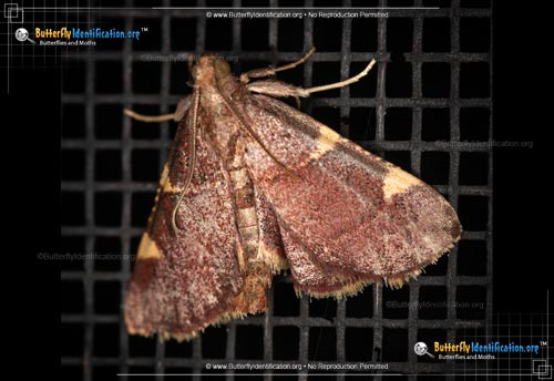 Thumbnail image #1 of the Pink-fringed Dolichomia Moth