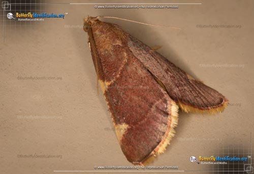 Thumbnail image #2 of the Pink-fringed Dolichomia Moth
