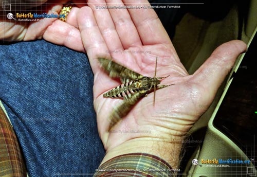Thumbnail image #2 of the Pink-spotted Hawkmoth