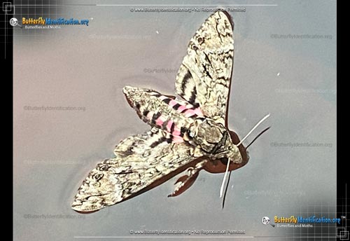 Thumbnail image #4 of the Pink-spotted Hawkmoth