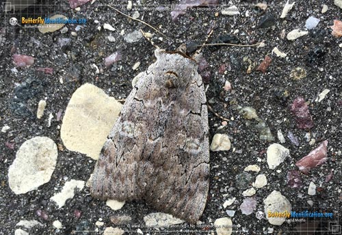 Thumbnail image #1 of the Pink Underwing Moth