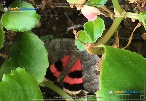 Thumbnail image #3 of the Pink Underwing Moth