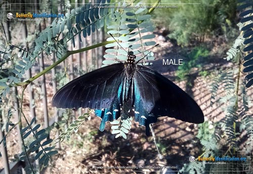 Thumbnail image #4 of the Pipevine Swallowtail