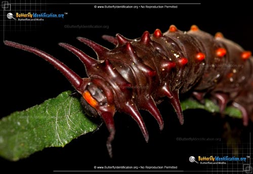 Thumbnail caterpillar image of the Pipevine Swallowtail