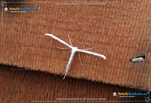 Thumbnail image #3 of the Plume Moth