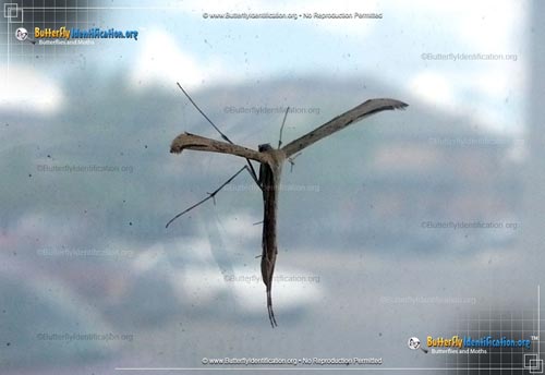 Thumbnail image #4 of the Plume Moth