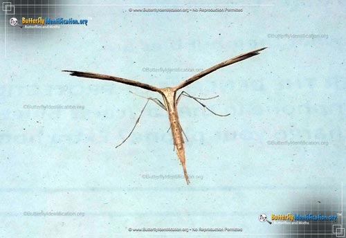 Thumbnail image #5 of the Plume Moth