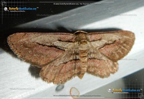 Thumbnail image #1 of the Plumose Gray Moth