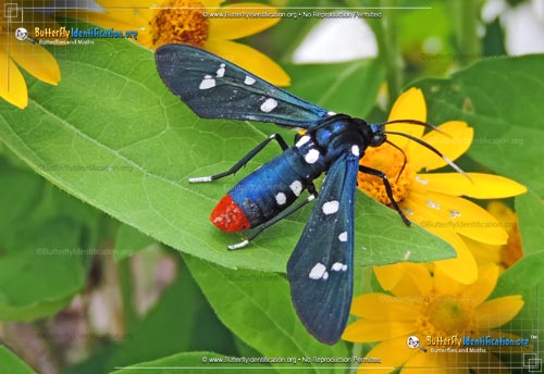 Thumbnail image #1 of the Polka Dot Wasp Moth